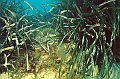 11 Posidonia